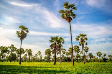 Kocaman palmiyeleri ve yeşil otları olan paradisiac bahçesi..