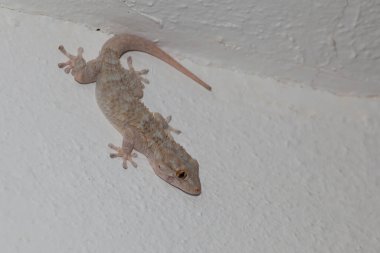 Gecko duvara yapışmış, avlanmak için bekliyor.