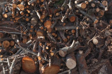 Yakacak odun kesilip duvara yapıştırılmış.