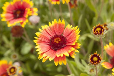 Gaillardia pulchella ya da Hint battaniyesi, açık yapraklı bir bahçede.