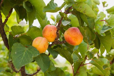 Ağaçta toplanmaya hazır üç tane olgun kayısı var. Ağacın dallarında yeşil yapraklar var..