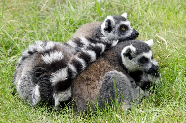Eine Familie von Lemuren — Stockfoto