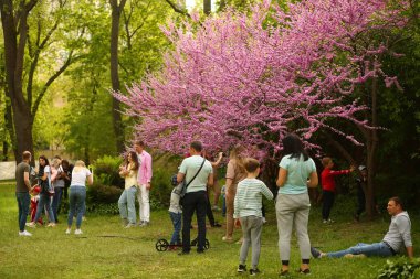 Kyiv, Ukrayna - 16 Mayıs 2021: Kyovid kısıtlamalarına rağmen insanlar Sakura 'nın filizlenmesinin keyfini çıkarıyorlar