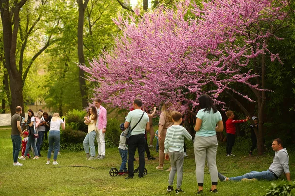 Kiev Ucrânia Maio 2021 Pessoas Apreciando Flor Sakura Apesar Das — Fotografia de Stock