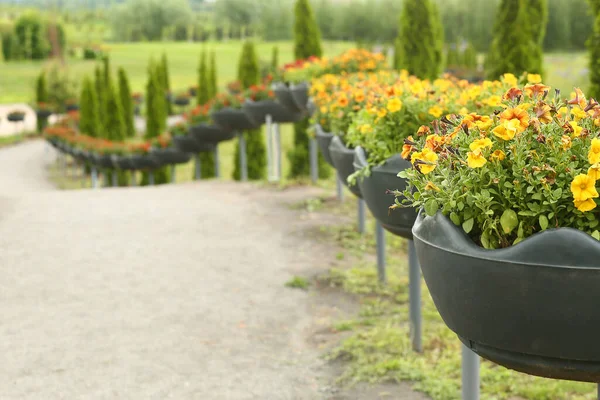 Sfondo Sfocato Con Sentiero Curvo Con Fiori Petunia — Foto Stock