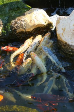 Bir sürü sazan balığı sürüsü gölde yemek için savaşıyor.