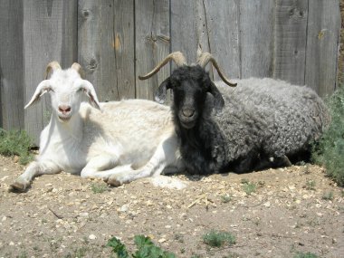 Keçi boynuzları yün çiftli yaz hayvanı