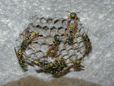 Eşek arısı sokması vızıltısı yuvası