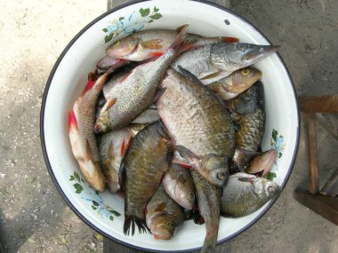 Don Nehri 'nden başarılı balık avı