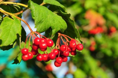 Kırmızı dut viburnum bir dalda şarkı söylüyor.