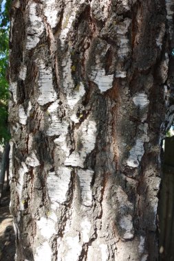 Ağaç gövdesinin ağaç kabuğu dokusu.