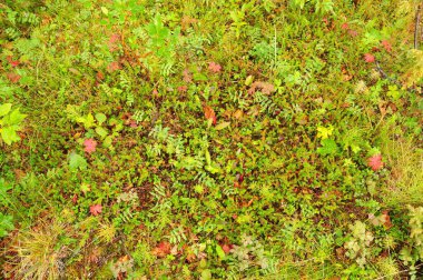 Kutup tundrasının yeşil bitkileri