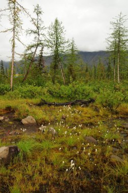 Kuzey Kutbu 'nun ötesindeki Putorana Platosu' ndaki orman tundrası.