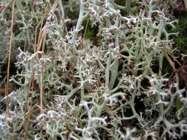 Kutup tundrasında ren geyiği yosunu. Ren geyiği yemeği