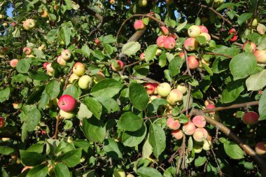 Birçok olgun elma yeşil ağaç dallarında