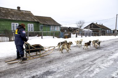 Köpekler, kızak köpekleri