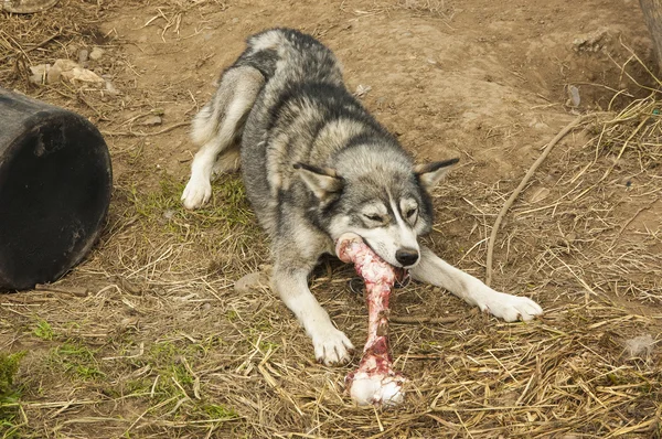 Hunde, slædehunde - Stock-foto