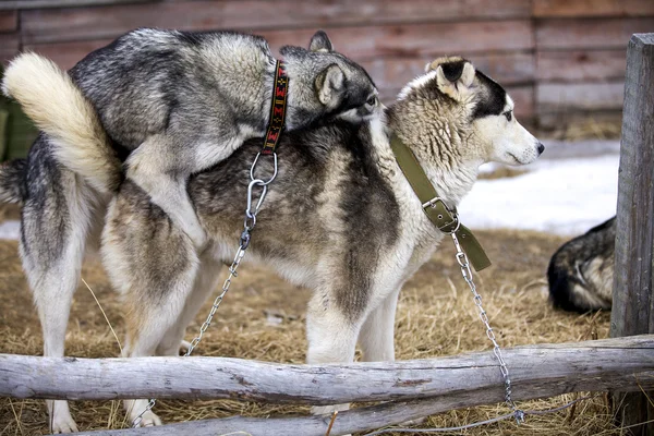 Cães, cães de trenó — Fotografia de Stock