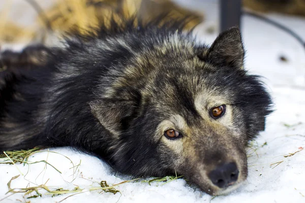 Hunde, slædehunde - Stock-foto