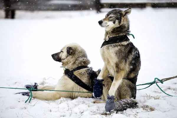 Psy, psy sanki — Zdjęcie stockowe