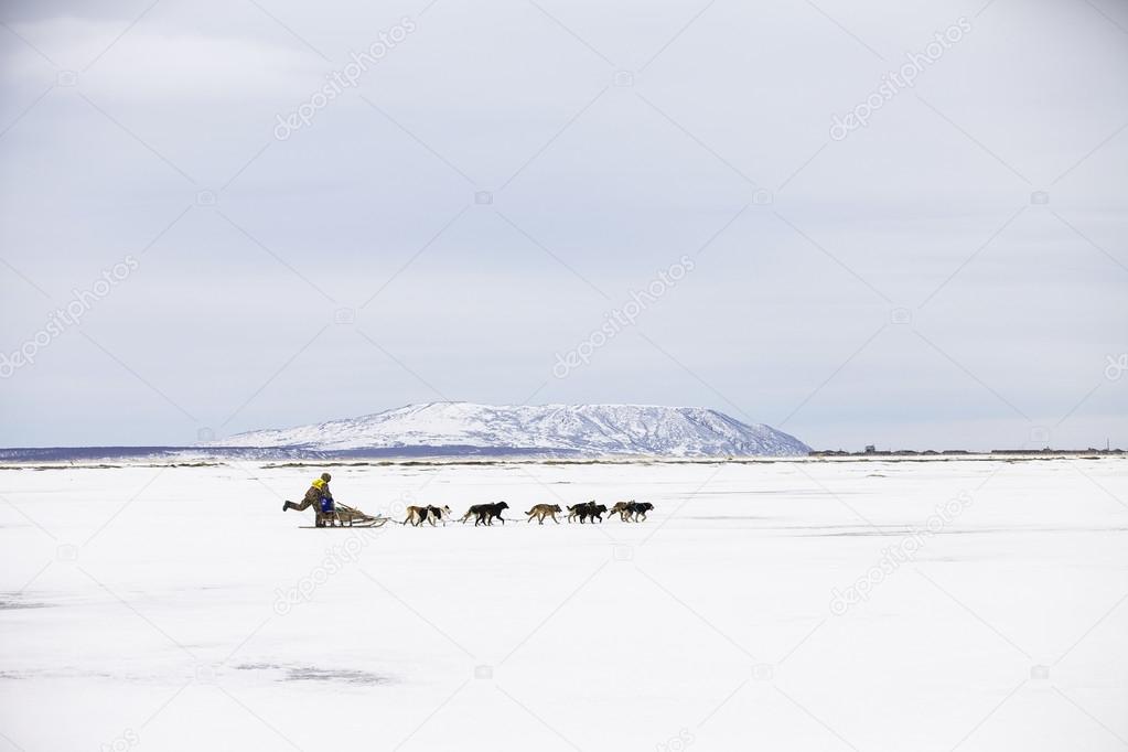 Dogs, sled dogs