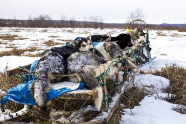 Köpekler, kızak köpekleri