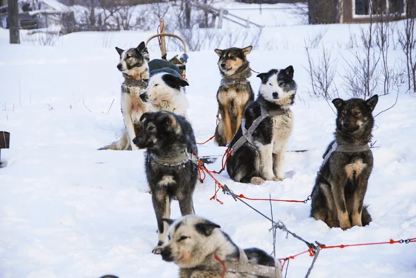 Cani, cani da slitta — Foto Stock