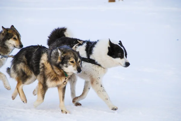 Dogs, sled dogs — Stock Photo, Image