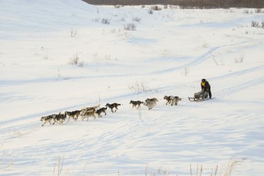 Köpekler, kızak köpekleri