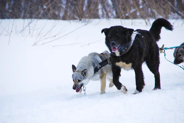 Dogs, sled dogs — Stock Photo, Image