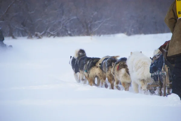 Cani, cani da slitta — Foto Stock