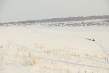 Köpekler, kızak köpekleri