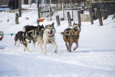 Köpekler, kızak köpekleri