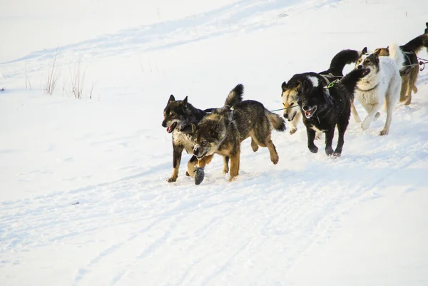 雪橇犬的狗 — 图库照片