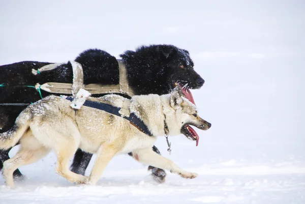 雪橇犬的狗 — 图库照片