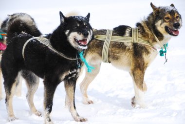 Köpekler, kızak köpekleri