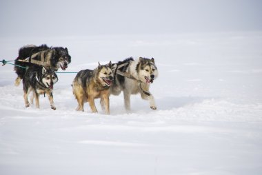 Köpekler, kızak köpekleri