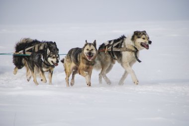 Köpekler, kızak köpekleri