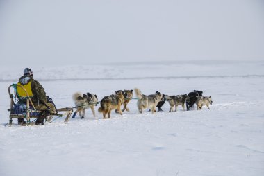 Köpekler, kızak köpekleri
