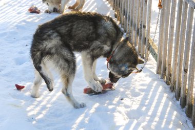 Köpekler, kızak köpekleri