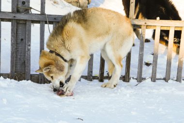 Köpekler, kızak köpekleri