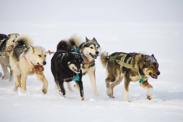 Cães, cães de trenó — Fotografia de Stock