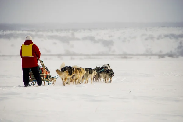 Cani, cani da slitta — Foto Stock