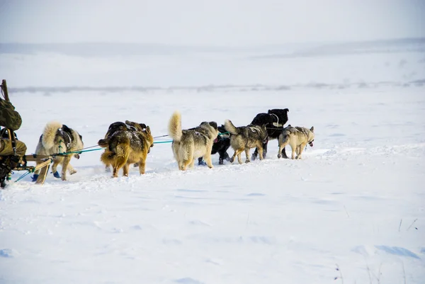 Hundar, släde hundar — Stockfoto