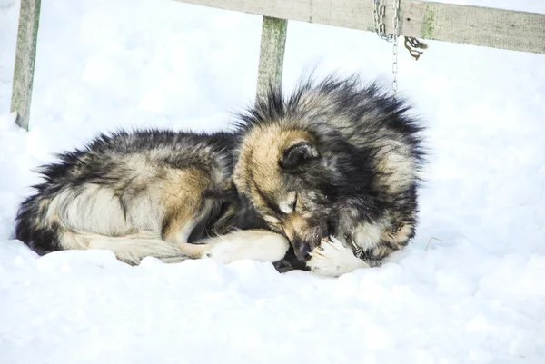 Hunde, slædehunde - Stock-foto