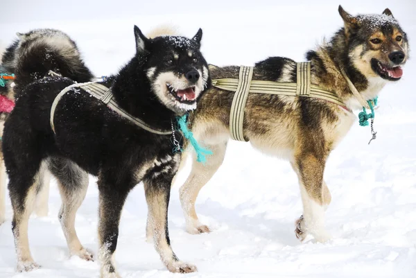 Perros, perros de trineo — Foto de Stock