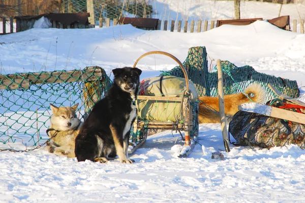 Perros, perros de trineo — Foto de Stock