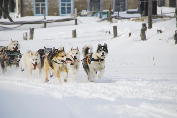 Cani, cani da slitta — Foto Stock