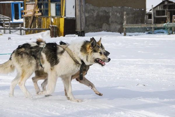 Perros, perros de trineo — Foto de Stock