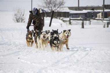 Köpekler, kızak köpekleri